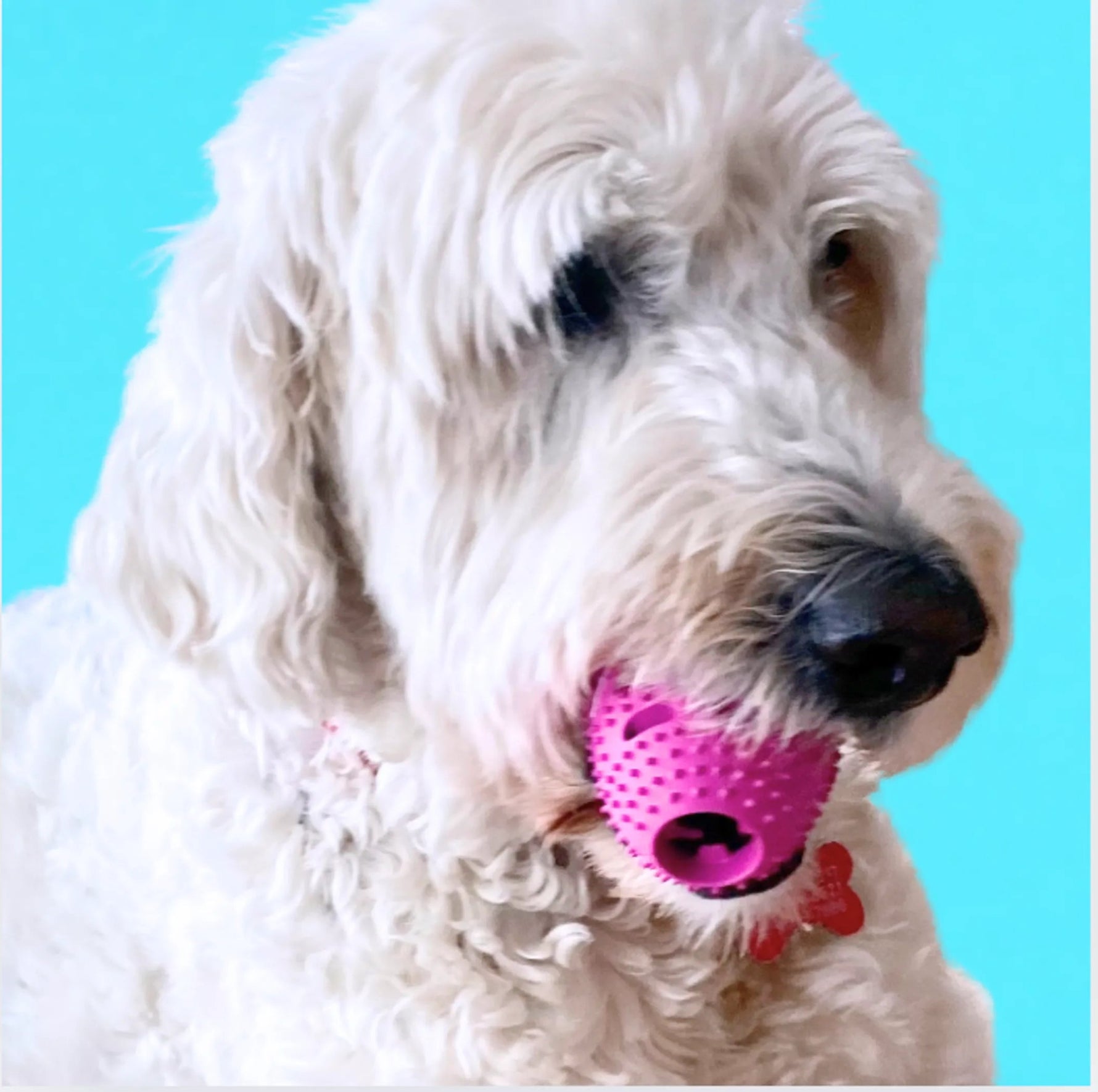 Amazon Factory - Natural Rubber Football Oral Care Toy - AMAZON FACTORY