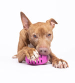 Amazon Factory - Natural Rubber Football Oral Care Toy - AMAZON FACTORY