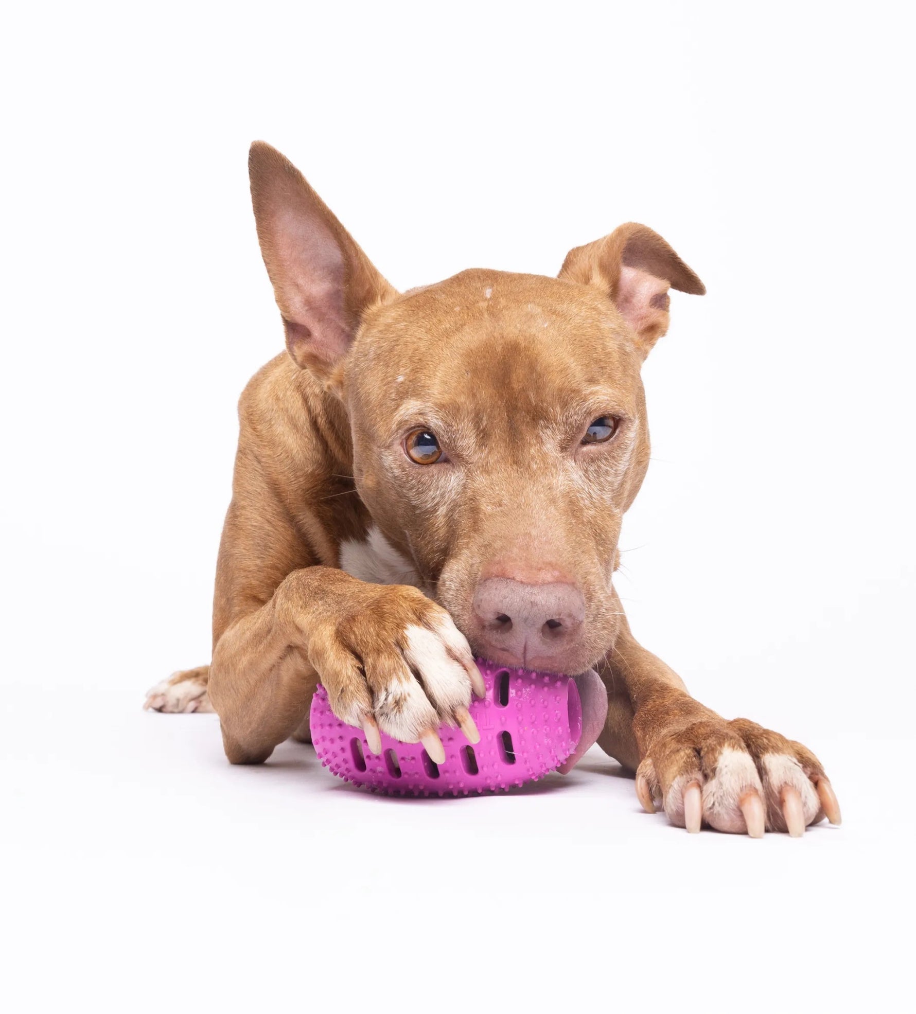 Amazon Factory - Natural Rubber Football Oral Care Toy - AMAZON FACTORY