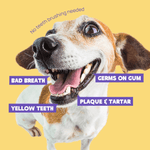 Dog Dental Cleaner Wipes - AMAZON FACTORY