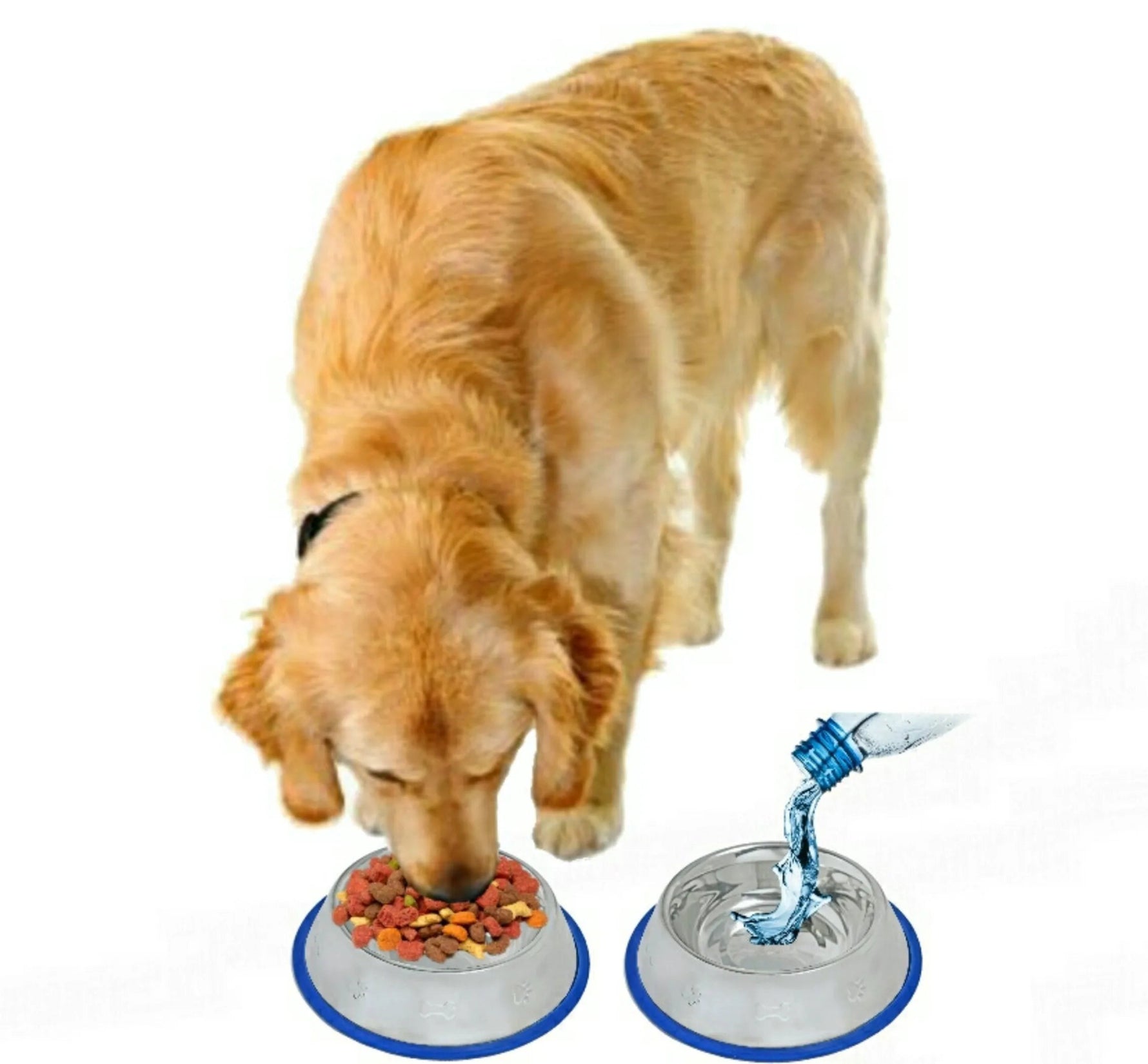 Etched Stainless Steel Dog Bowls with Blue Silicone Base - AMAZON FACTORY