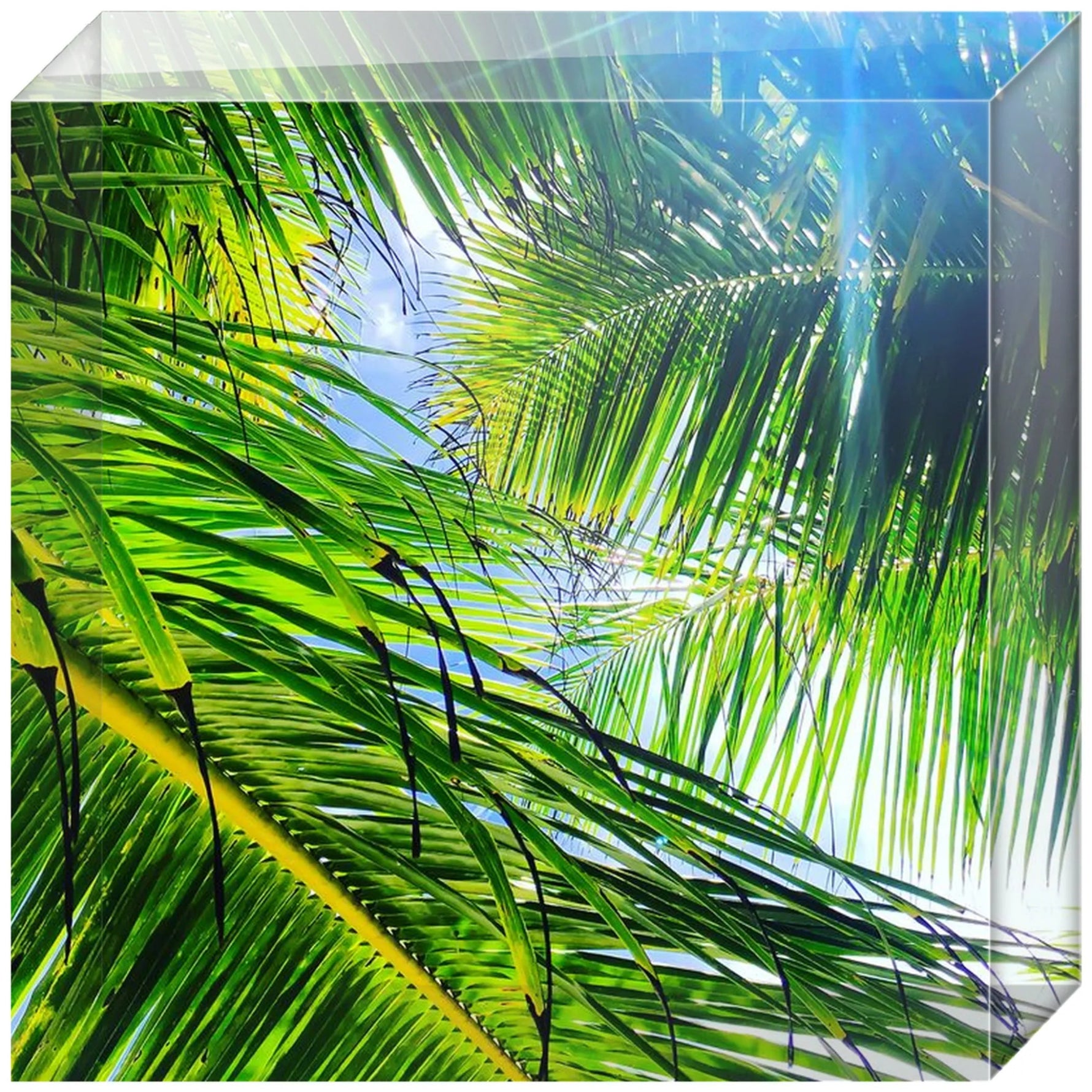 Joseph Regan Art Acrylic Blocks - Pack Of: 1 - AMAZON FACTORY