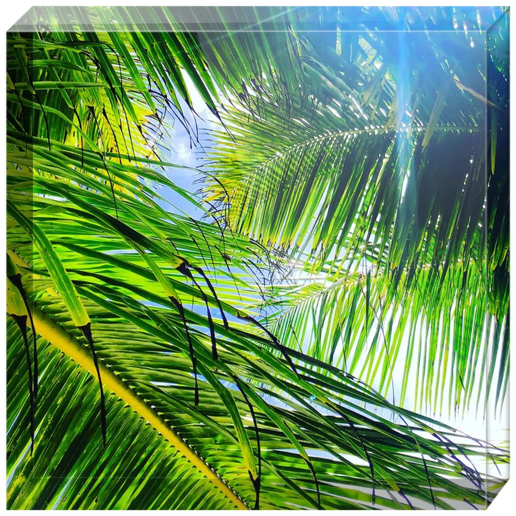 Joseph Regan Art Acrylic Blocks - Pack Of: 1 - AMAZON FACTORY